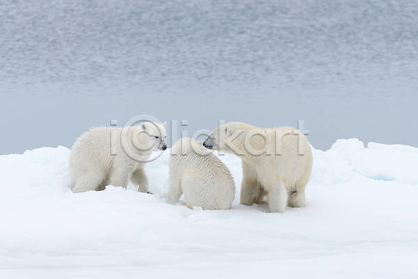 추위 사람없음 JPG 포토 해외이미지 겨울 눈(날씨) 북극 북극곰 빙하 세마리 야생동물 해외202309 흰색