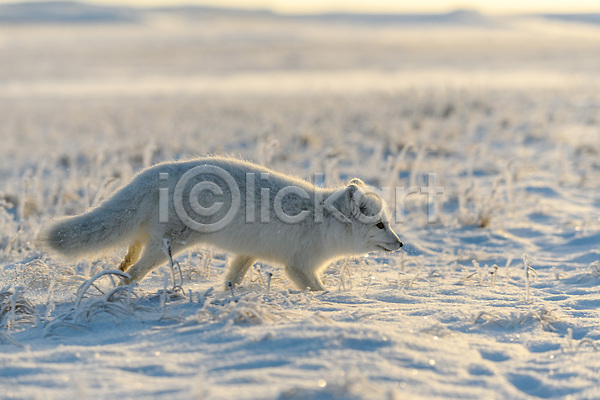 추위 사람없음 JPG 포토 해외이미지 걷기 북극 북극여우 설원 야생동물 툰드라지방 한마리 해외202309