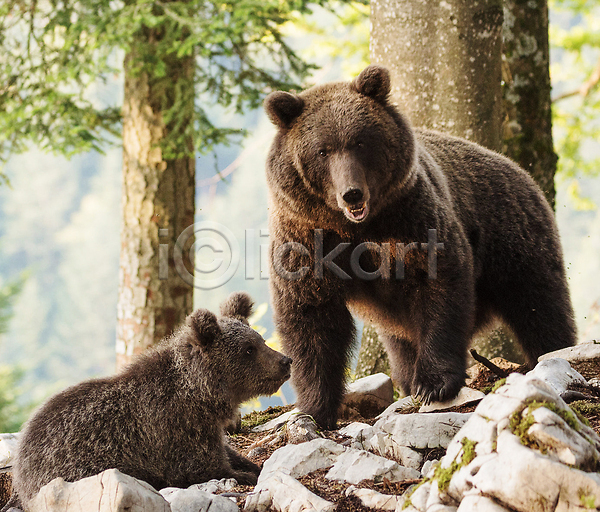 사람없음 JPG 포토 해외이미지 곰 나무 돌(바위) 두마리 새끼 숲 야생동물 야외 자연 해외202309