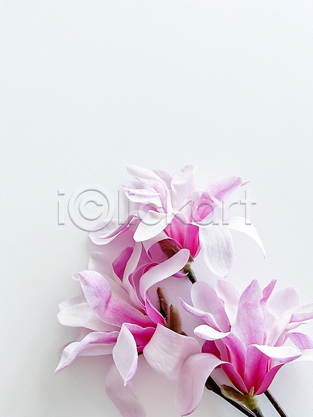 사람없음 JPG 포토 해외이미지 꽃 봄 잎 카피스페이스 해외202309 흰배경