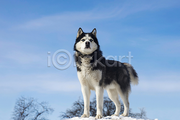 산책 추위 사람없음 JPG 포토 해외이미지 강아지 겨울 나무 목줄 시베리안허스키 야외 하늘 해외202309