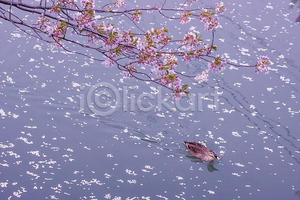사람없음 JPG 포토 해외이미지 강 꽃잎 나뭇가지 물 물결 벚꽃 벚나무 봄 수면 오리 요코하마 풍경(경치) 해외202309