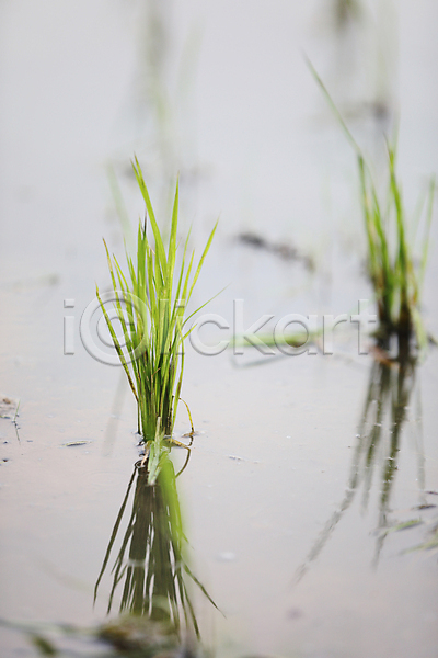성장 사람없음 JPG 포토 해외이미지 논밭 모내기 새싹 쌀