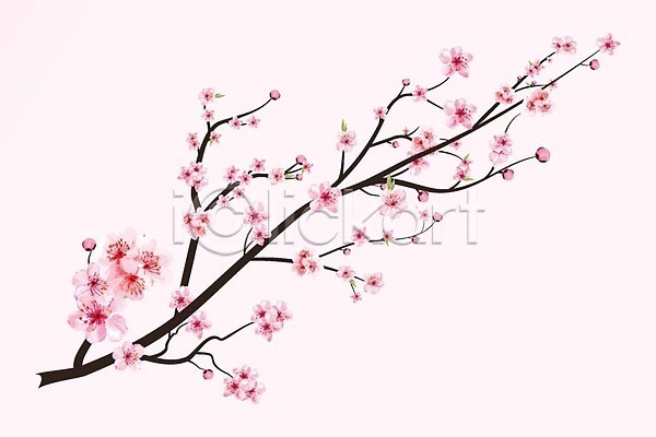 사람없음 EPS 일러스트 해외이미지 꽃가지 벚꽃 봄꽃 분홍색 해외202309