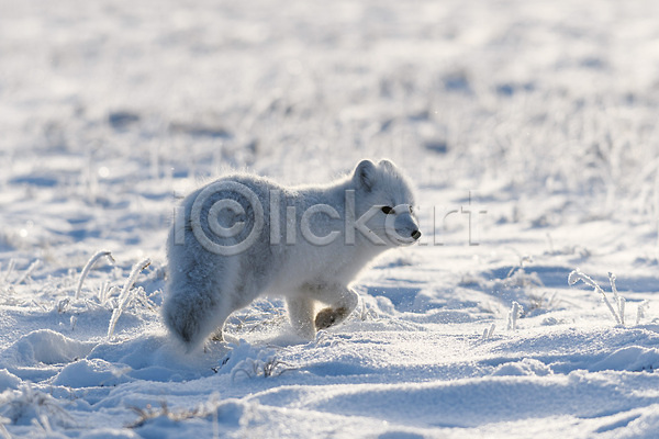 추위 사람없음 JPG 포토 해외이미지 걷기 북극 북극여우 설원 야생동물 툰드라지방 한마리 해외202309