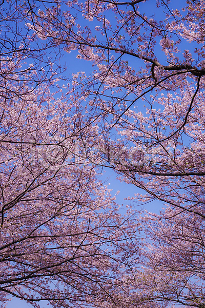 사람없음 JPG 포토 해외이미지 벚꽃 벚나무 봄 요코하마 풍경(경치) 하늘 해외202309
