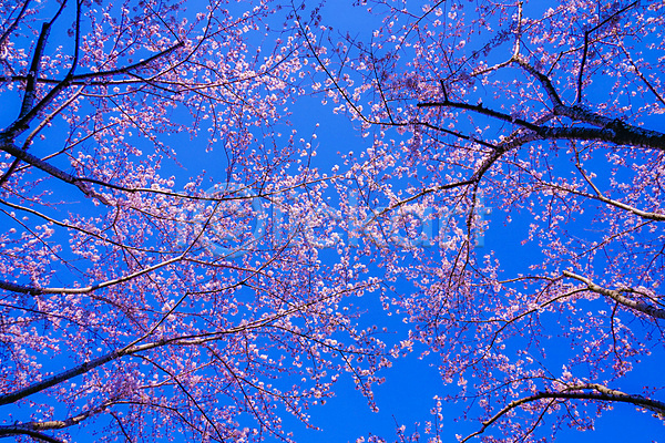 사람없음 JPG 포토 해외이미지 도쿄 벚꽃 벚나무 봄 풍경(경치) 하늘 해외202309