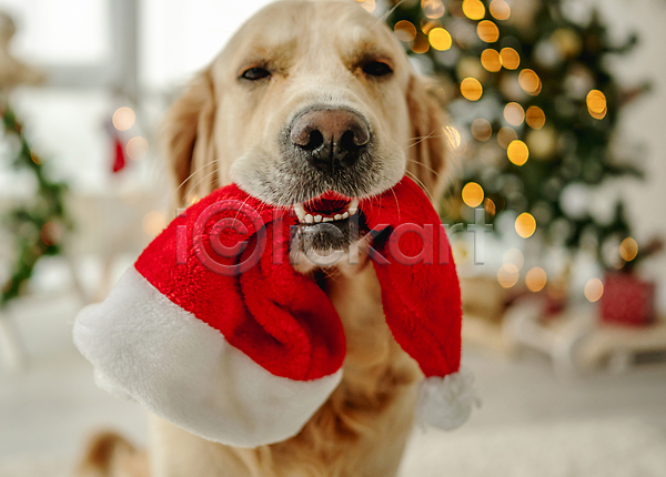 추위 사람없음 JPG 포토 해외이미지 강아지 겨울 골든리트리버 물기(모션) 보케 산타모자 크리스마스 크리스마스트리 해외202309