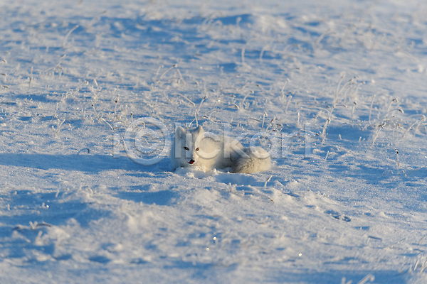 추위 사람없음 JPG 포토 해외이미지 눕기 북극 북극여우 설원 야생동물 툰드라지방 한마리 해외202309