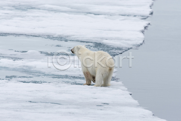 추위 사람없음 JPG 포토 해외이미지 겨울 눈(날씨) 북극 북극곰 빙하 야생동물 한마리 해외202309 흰색
