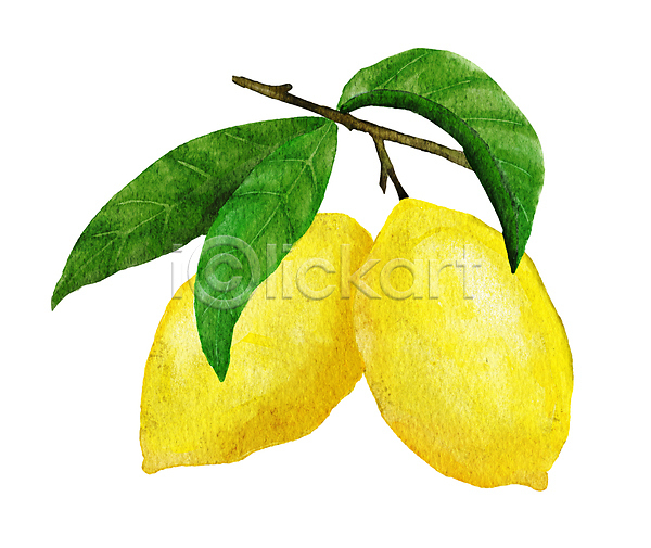 사람없음 JPG 포토 해외이미지 나뭇가지 레몬 손그림 수채화(물감) 잎 질감 해외202309