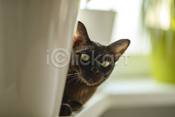 귀여움 사람없음 JPG 포토 해외이미지 갈색 고양이 엎드리기 천(직물) 해외202309 화분