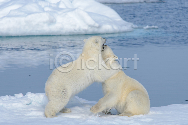 추위 사람없음 JPG 포토 해외이미지 겨울 놀이 눈(날씨) 두마리 북극 북극곰 빙하 야생동물 장난 해외202309 흰색