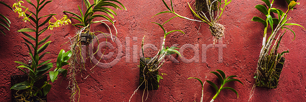 성장 신선 사람없음 JPG 포토 해외이미지 계절 공원 관목 그런지 꽃무늬 나무 내추럴 냄비 디자인 배너 백그라운드 벽 봄 뷰티 빨간색 세로 숲 식물 야외 외관 원예 잎 자연 장식 정원 주택 질감 초록색 컬러 패턴 해외202309 해외포토 환경 흰색