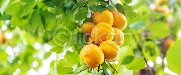 달콤 성장 신선 사람없음 JPG 포토 해외이미지 건강 계절 과수원 국경 꽃무늬 나무 나뭇가지 날것 내추럴 노란색 농업 다발 디저트 맑음 맛있는 매달리기 먹기 밭일 백그라운드 복숭아 살구 수확 숙성 시골 식물 야외 열매 오렌지 원예 유기농 음식 잎 자두 자연 정원 채식주의자 초록색 태양 하늘 해외202309 해외포토 햇빛