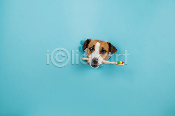 사람없음 JPG 포토 해외이미지 개 구멍 물기(모션) 반려동물 잭러셀테리어 칫솔 파란색 해외202309