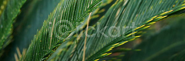 신선 사람없음 JPG 포토 해외이미지 그리너리 나무 내추럴 문학 백그라운드 부채 생태계 손바닥 숲 식물 야외 야자수 엘리먼트 열대우림 잎 자연 정원 줄무늬 질감 초록색 추상 컬러풀 패턴 해외202309 해외포토