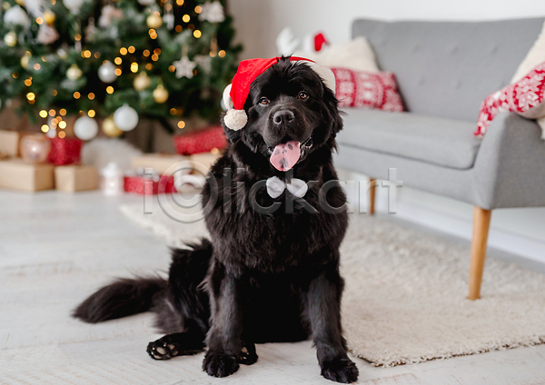 추위 사람없음 JPG 포토 해외이미지 강아지 겨울 뉴펀들랜드 보케 산타모자 선물상자 소파 오너먼트 카펫 크리스마스 크리스마스트리 해외202309