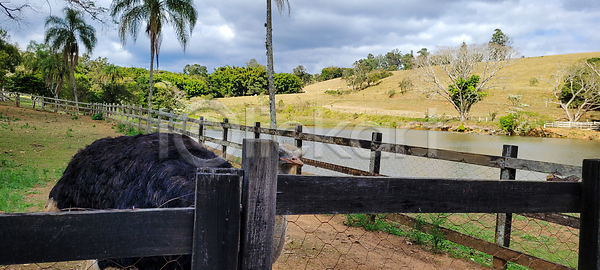 보호 사람없음 여자 JPG 포토 해외이미지 가축 길 깃털 내추럴 농장 동물 동물상 동물원 머리 먹기 목 부리 사막 사파리 새장 서기 아프리카 야생동물 양모 여행 울타리 응시 자연 조류 지역 치킨 칠면조 큼 타조 해외202309 해외포토 호주 휴가 흰색