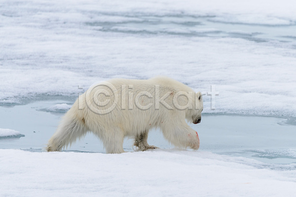 추위 사람없음 JPG 포토 해외이미지 겨울 눈(날씨) 먹이사냥 북극 북극곰 빙하 야생동물 한마리 해외202309 흰색