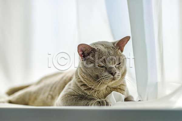 귀여움 사람없음 JPG 포토 해외이미지 고양이 엎드리기 천(직물) 커튼 해외202309 회색