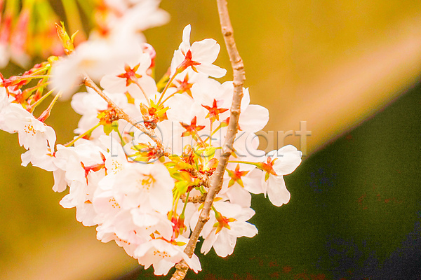 사람없음 JPG 근접촬영 포토 해외이미지 나뭇가지 도쿄 벚꽃 봄 풍경(경치) 해외202309