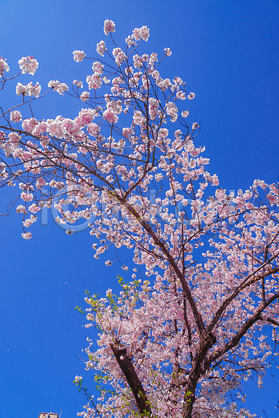 사람없음 JPG 포토 해외이미지 도쿄 맑음 벚꽃 벚나무 봄 풍경(경치) 하늘 해외202309