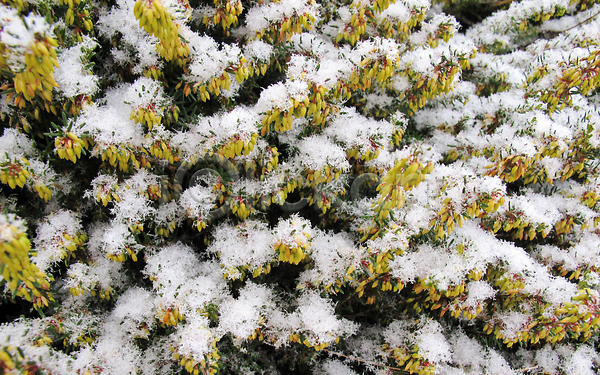 사람없음 JPG 포토 해외이미지 겨울 꽃무늬 내추럴 노란색 디자인 묘사 백그라운드 뷰티 식물 야외 잎 자연 정원 질감 초록색 추상 컬러 크리스마스 패턴 표면 해외202309 흰색