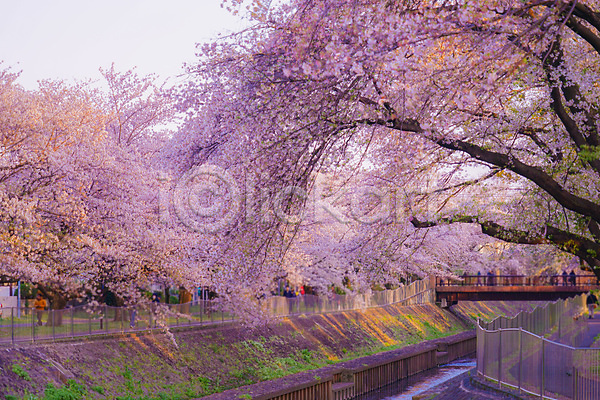 군중 JPG 포토 해외이미지 강 도쿄 벚꽃 벚나무 봄 울타리 일몰 풍경(경치) 해외202309