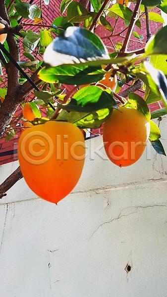 사람없음 JPG 포토 해외이미지 감 과일 꽃 나무 나뭇가지 식물 오렌지 음식 잎 터키석 파란색 풍선 해외202309