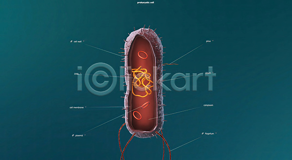 사람없음 JPG 포토 해외이미지 DNA 계란 미생물 방법 봉 생물학 세포 염색체 해외202309