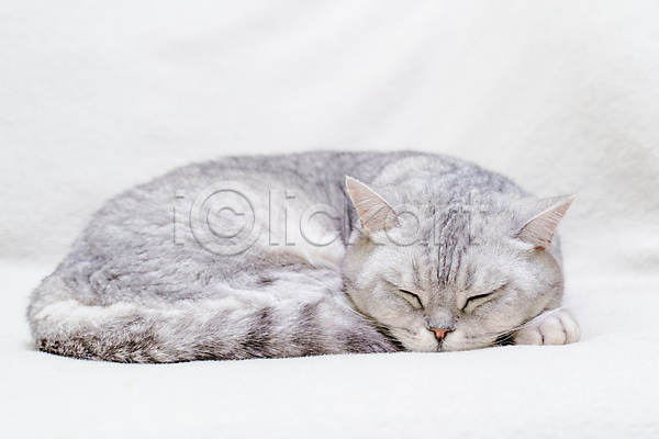 귀여움 사람없음 JPG 근접촬영 포토 해외이미지 고양이 반려묘 스코티쉬스트레이트 잠 한마리 회색