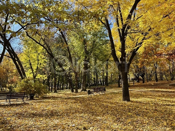 따뜻함 사람없음 JPG 포토 해외이미지 10월 11월 계절 공원 나무 날씨 노란색 숲 야외 여행 잎 자연 태양 하늘 해외202309 햇빛
