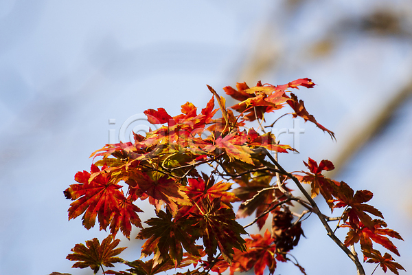 사람없음 JPG 포토 해외이미지 10월 계절 공원 나무 나뭇가지 노란색 단풍 빨간색 숲 식물 야외 오렌지 잎 자연 초록색 컬러 컬러풀 해외202309 햇빛