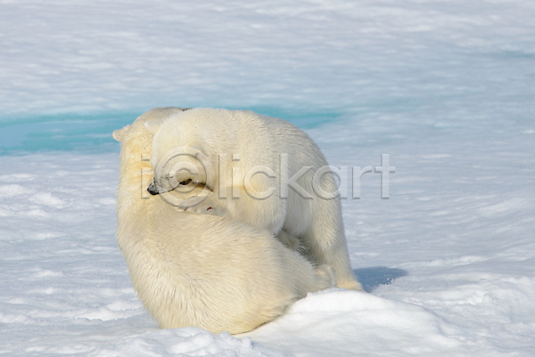 추위 사람없음 JPG 포토 해외이미지 겨울 눈(날씨) 두마리 북극 북극곰 빙하 안기 야생동물 해외202309 흰색