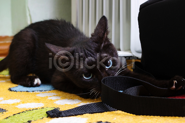 귀여움 사람없음 JPG 포토 해외이미지 가방 검은색 고양이 놀기 눕기 반려동물 안락 응시 해외202309