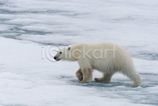 추위 사람없음 JPG 포토 해외이미지 걷기 겨울 눈(날씨) 북극 북극곰 빙하 야생동물 한마리 해외202309 흰색