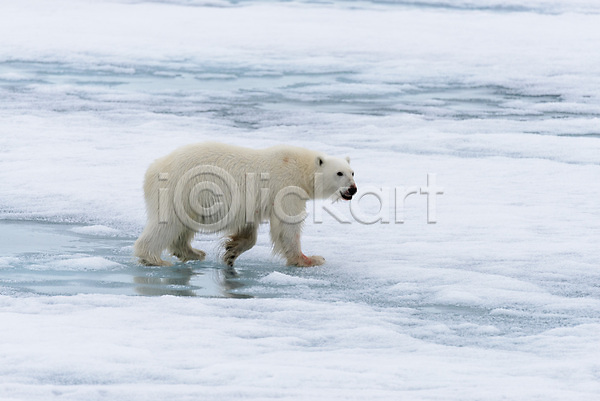 추위 사람없음 JPG 포토 해외이미지 걷기 겨울 눈(날씨) 북극 북극곰 빙하 야생동물 한마리 해외202309 흰색
