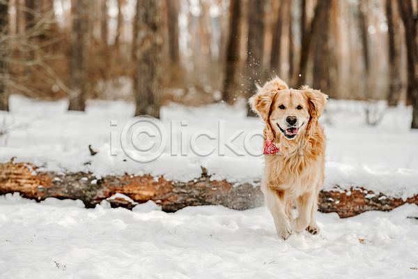산책 추위 사람없음 JPG 포토 해외이미지 강아지 겨울 골든리트리버 나무 달리기 목줄 설원 야외 자연 해외202309