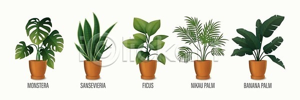 EPS 일러스트 해외이미지 고립 그리너리 꽃 꽃병 나무 내부 냄비 디자인 바나나 방 벡터 세트 손바닥 수집 식물 실내 심기 오브젝트 온실 잎 자연 장식 정원 주택 초록색 취미 컨셉 플랫 해외202309 해외일러스트 현실 화분 화초