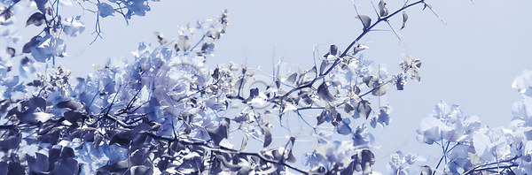 사람없음 JPG 포토 해외이미지 꽃 나뭇가지 나뭇잎 백그라운드 카피스페이스 파란색 해외202309