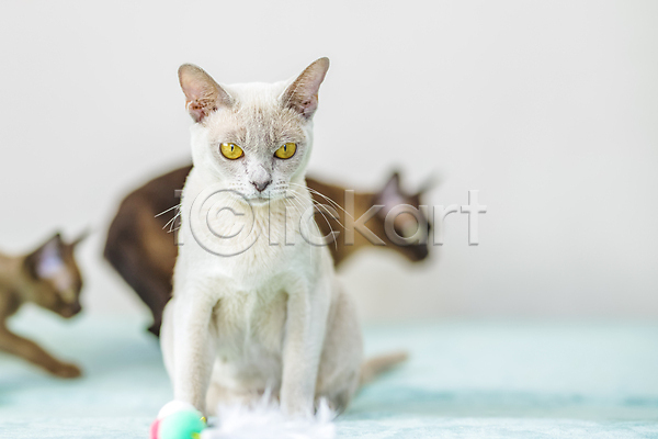 귀여움 사람없음 JPG 포토 해외이미지 고양이 앉기 장난감 천(직물) 파란색 해외202309