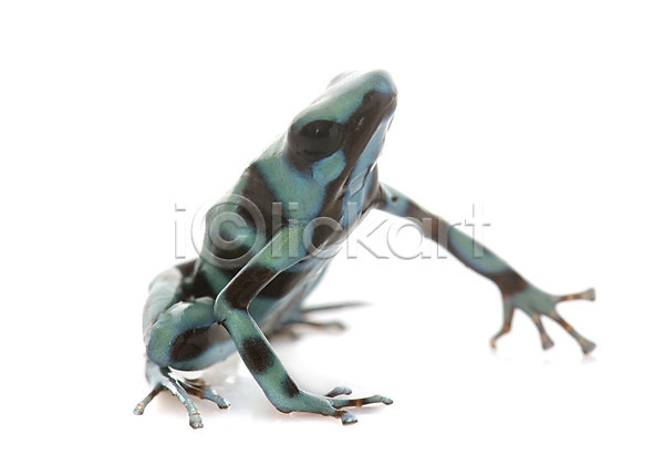 사람없음 JPG 포토 해외이미지 개구리 고립 동물 양서류 초록색 파란색 해외202004 흰배경