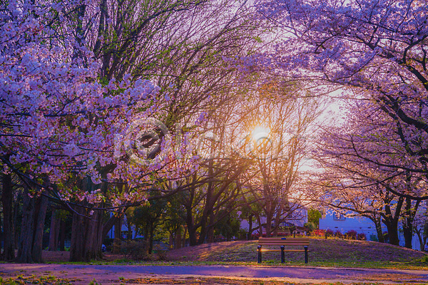 사람없음 JPG 포토 해외이미지 공원 길 도쿄 벚꽃 벚나무 벤치 봄 일몰 풍경(경치) 해외202309