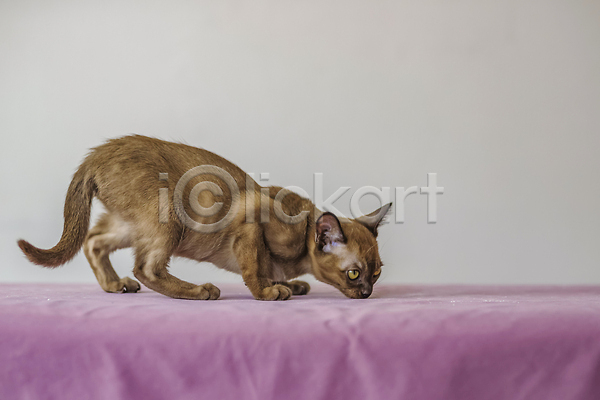 귀여움 사람없음 JPG 포토 해외이미지 갈색 고양이 냄새 엎드리기 천(직물) 해외202309