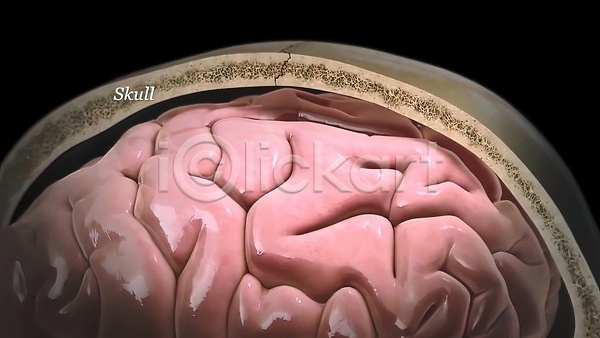 보호 사람없음 3D JPG 포토 해외이미지 뇌 뼈 생명공학 생명과학 생물학 신경기관 해외202309