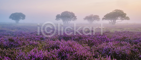 사람없음 JPG 포토 해외이미지 개화 공원 꽃 나무 내추럴 네덜란드 밭 벚꽃 보라색 분홍색 뿌연 시골 식물 아침 안개 야외 언덕 여름 여행 유럽 일출 자연 제비꽃 컬러풀 풍경 하늘 하이킹 해외202309 해외포토 허브