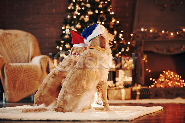 사람없음 JPG 뒷모습 아웃포커스 포토 해외이미지 강아지 골든리트리버 두마리 보케 빛망울 산타모자 실내 앉기 의자 크리스마스 해외202309