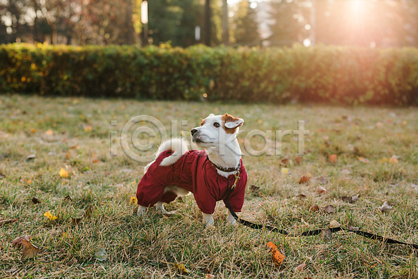 산책 사람없음 JPG 포토 해외이미지 가을(계절) 강아지 공원 낙엽 목줄 반려견 반려동물 야외 잔디 잭러셀테리어 주간 한마리 해외202309 햇빛