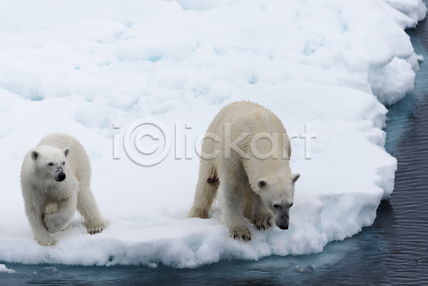 추위 사람없음 JPG 포토 해외이미지 겨울 눈(날씨) 두마리 먹이사냥 북극 북극곰 빙하 야생동물 해외202309 흰색